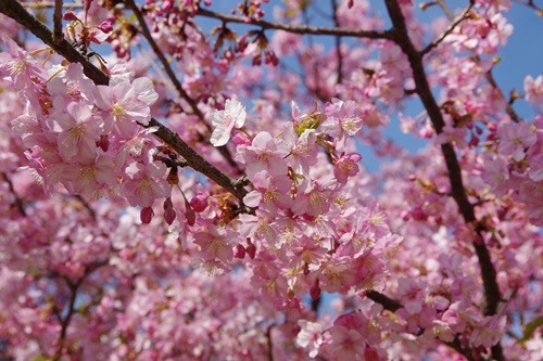 三浦海岸の河津桜