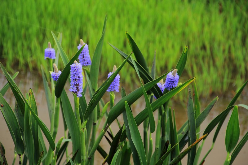 新旭菖蒲園_08ポンテデリア.jpg