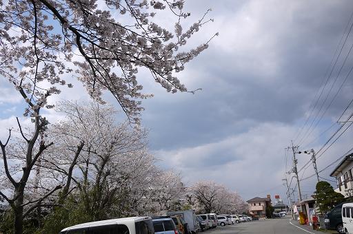 サクラ全景.JPG