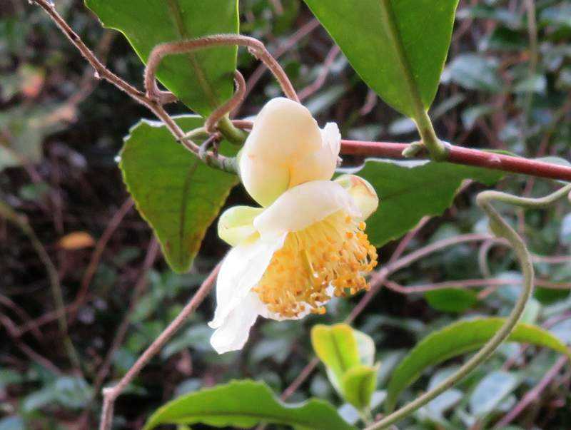 11月15日 今日の一花 チャノキ(茶の木) | gazengamaのブログ 散歩中に出合った花と趣味の陶芸作品 - 楽天ブログ