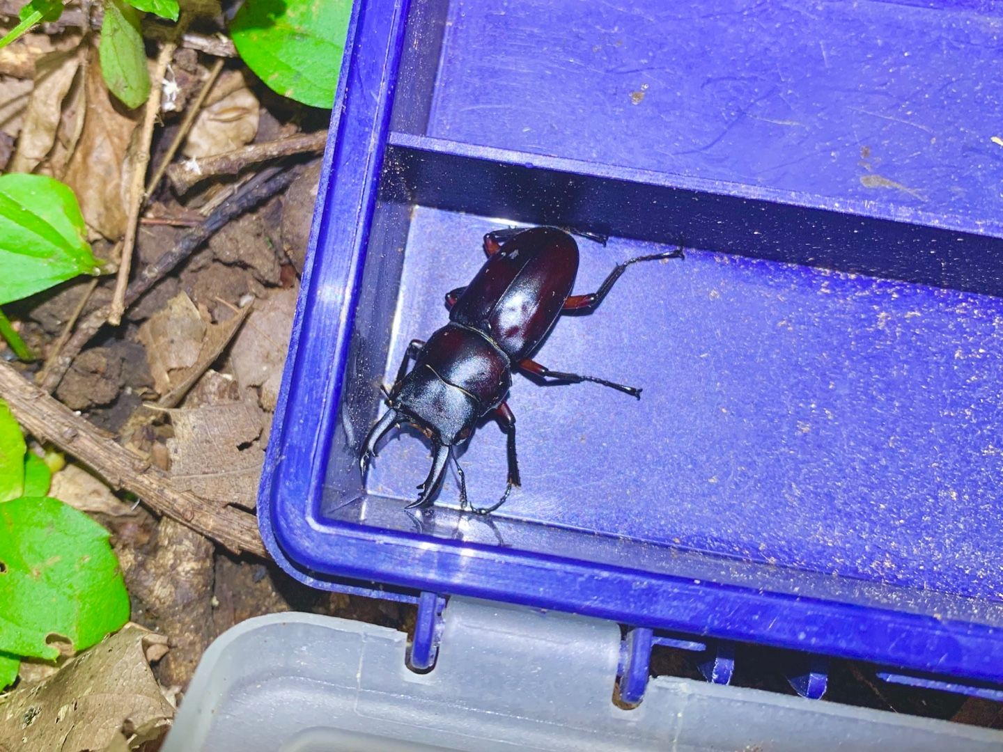 オオクワガタを求めて | 昆虫採集 - 楽天ブログ