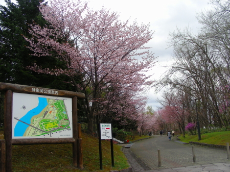 2016-05-06sakura.JPG