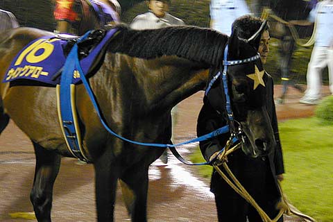 ウイングアローの存在感 | 地方競馬の楽天競馬｜日替わりライター