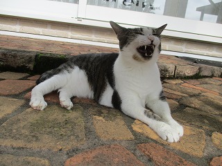 IMG_0071ss.jpg