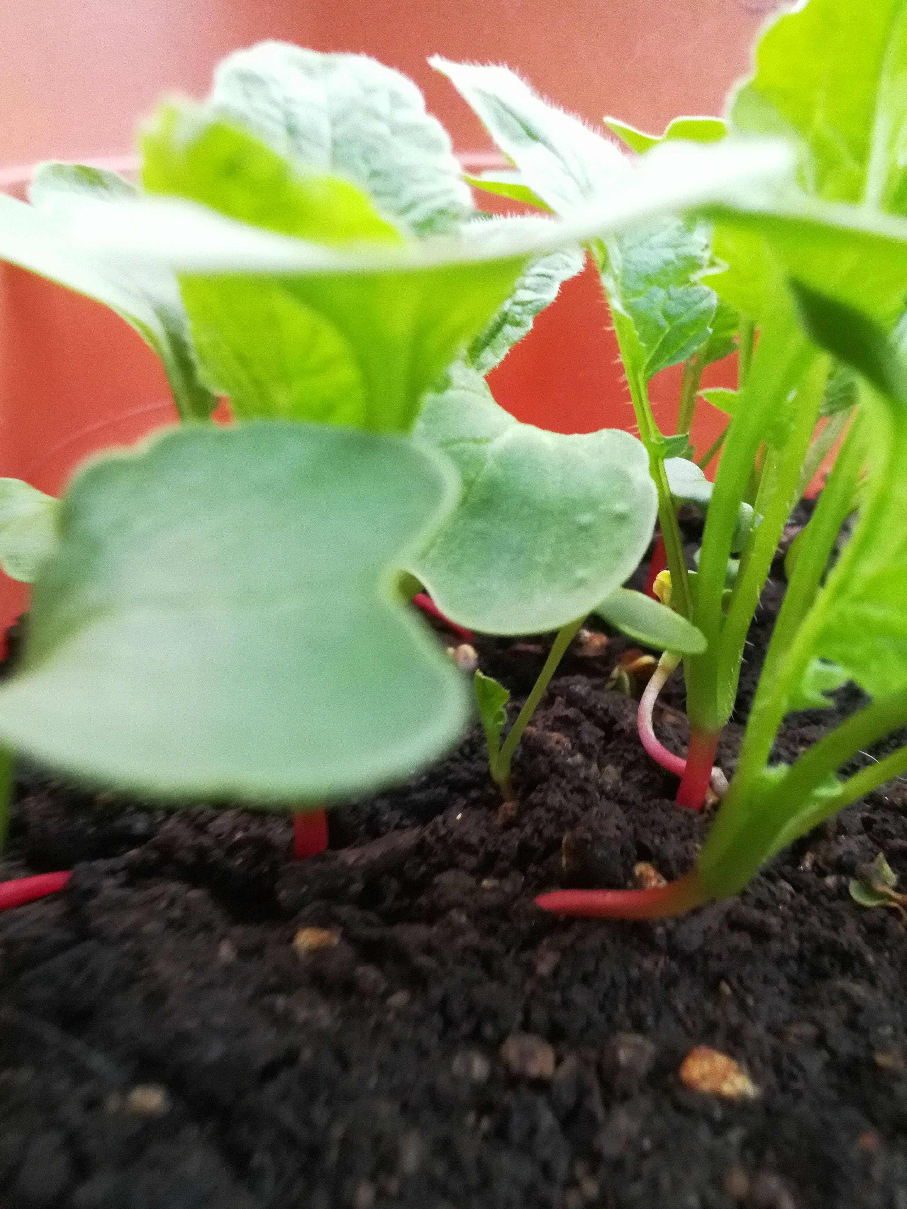 二十日大根 間引き2回目 と ねぎ 自己流diyの部屋 楽天ブログ