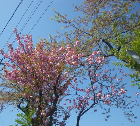 八重桜と新芽のコラボレーション