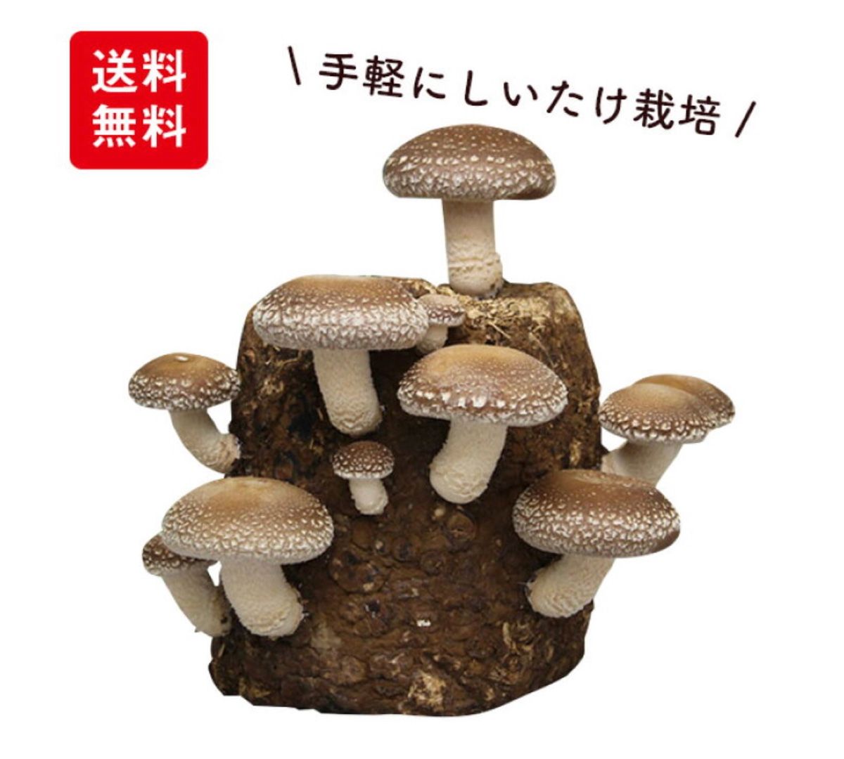 しいたけ ブログ