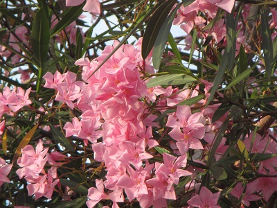 花１４.jpg