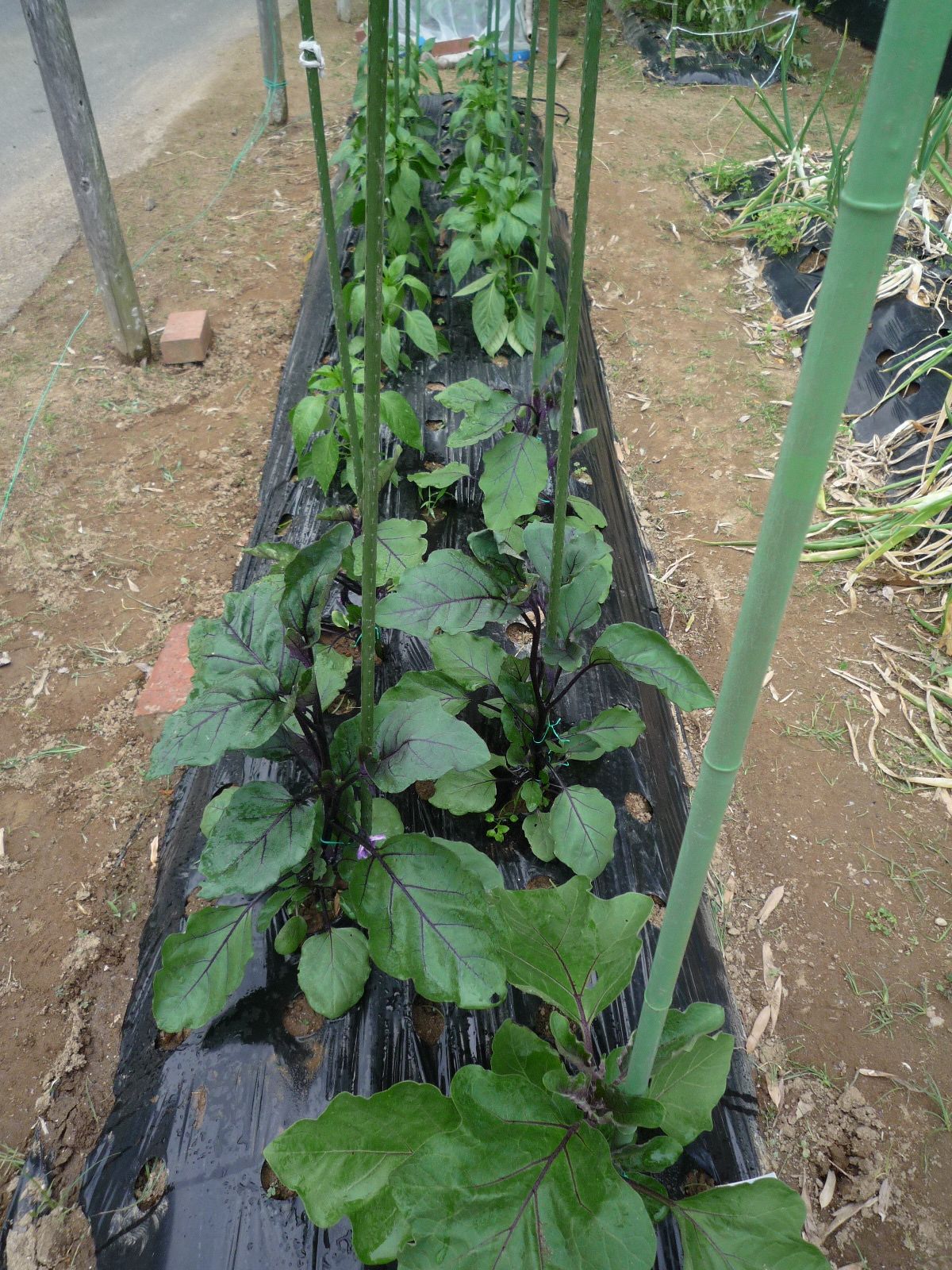 茄子やピーマンに支柱を立て追肥しました 里芋の発芽です 茉優 翔 家庭菜園ブログ 楽天ブログ