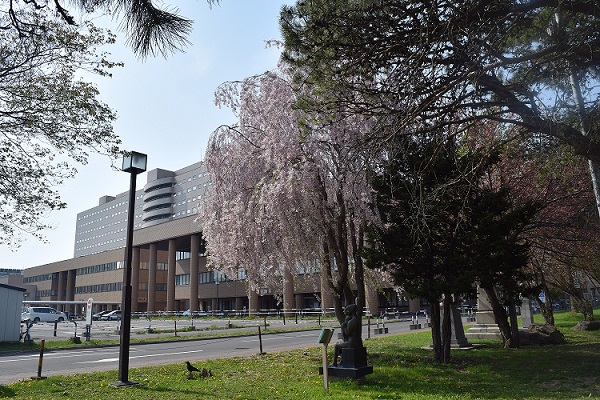 病院前の枝垂れ桜