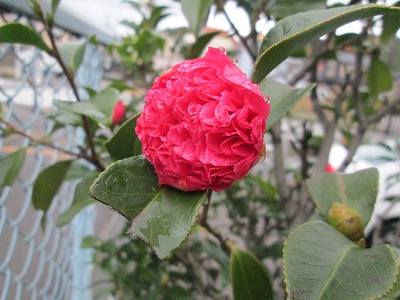 IMG_2658.jpg