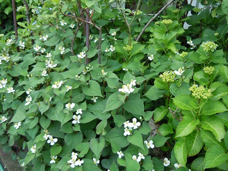 DSCN5630.JPG