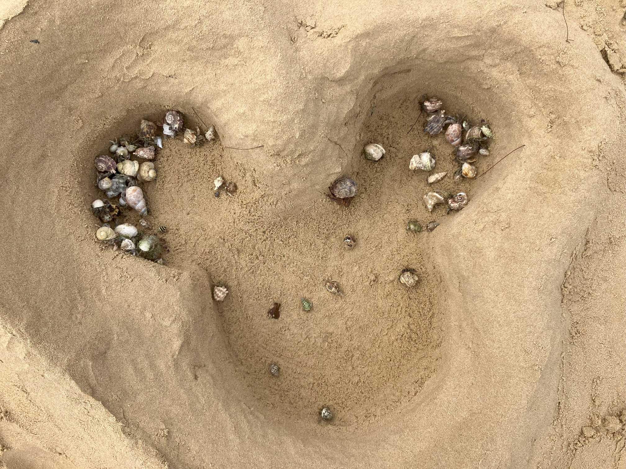 ヴィラうなりざき 目の前のビーチ ヤドカリもカニも一杯いました