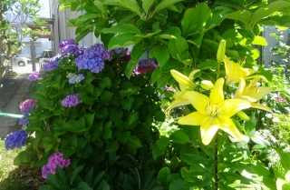 タチアオイの花 | くろねこの独り言 - 楽天ブログ