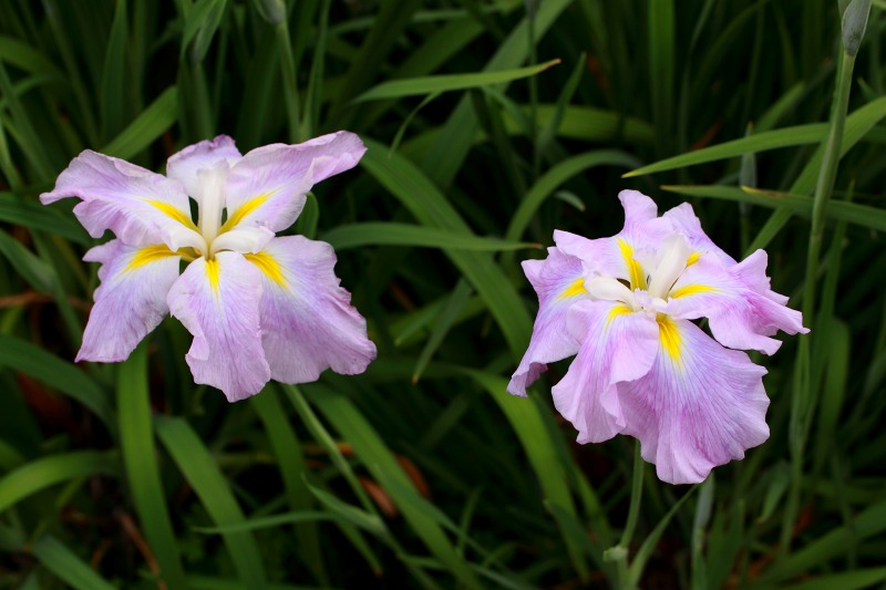 花菖蒲色々_10.jpg