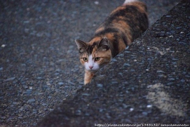 スーパーマンに殴られても耐えられますか?