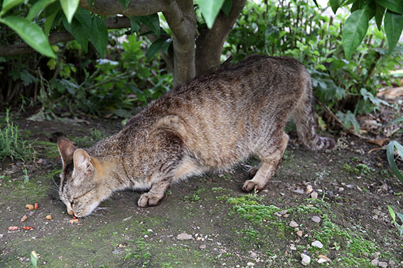 我が家のニャンコ♪2014/06/13-3