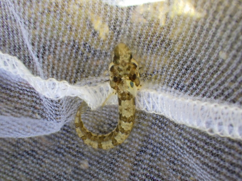 串本磯採集2017年7月下旬前半45　アライソコケギンポ（Neoclinus okazakii）