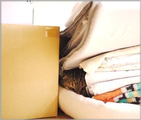 0728むぎはどこ？２.jpg