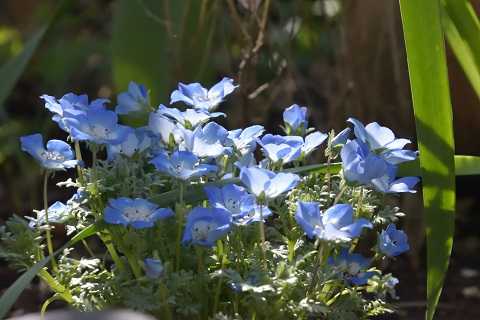 庭の青色系の花を集めてみました 花と野鳥と 時々寄り道 楽天ブログ