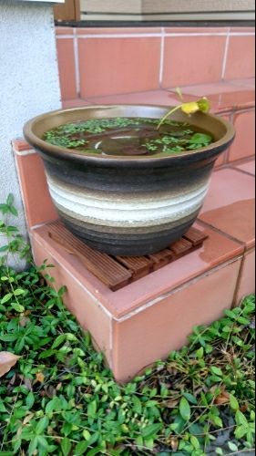 北側玄関に睡蓮鉢設置 孤独なバツイチ男の転落人生 楽天ブログ