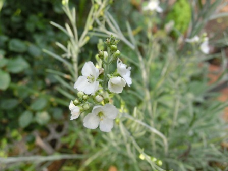 ゴンフォスティグマ