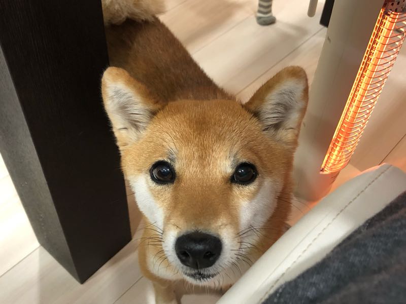 rblog-20190106110025-04.jpg