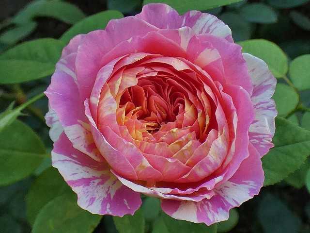 絞りがきれいなクロードモネ ジャストジョーイ ボレロなど 忘れていた剪定後の追肥 バラの美と香りを求めて 楽天ブログ