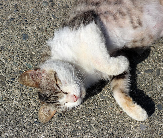 我が家のニャンコ♪2014/05/7-3