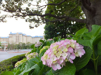 Flower58