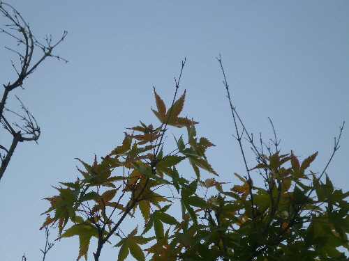 P1120988(1).JPG