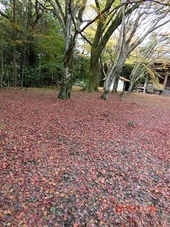 紅葉が終わった