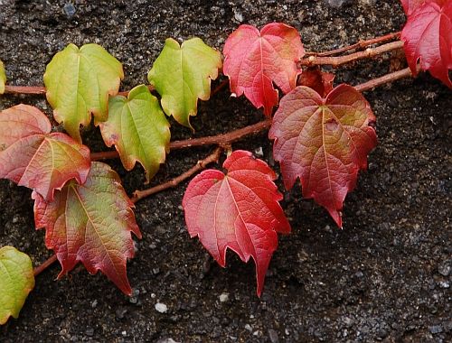 紅葉していくツタの葉 二代目館長日記 楽天ブログ