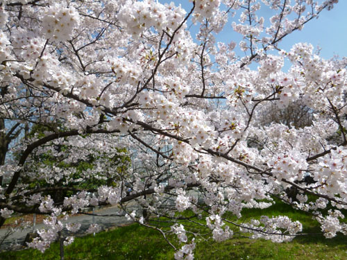 桜６.jpg