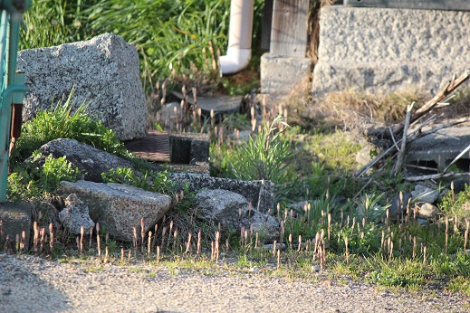 つくしの大群