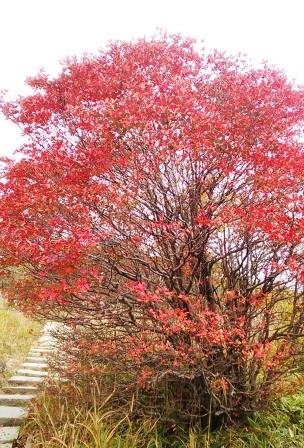独り紅葉樹