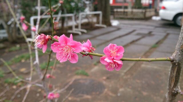 紅梅はこんなに可愛らしく