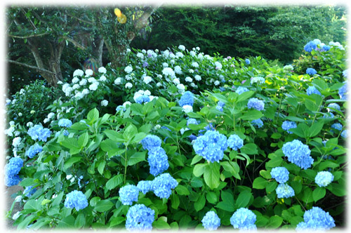 紫陽花９