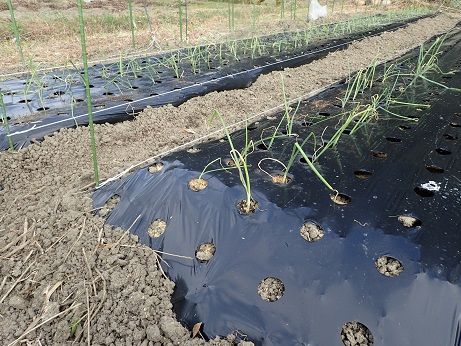 タマネギの栽培方法 追肥と止め肥時期 暇人主婦の家庭菜園 楽天ブログ