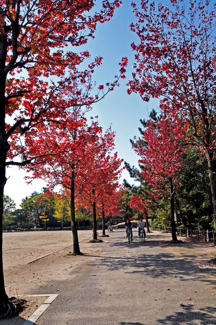 紅葉６