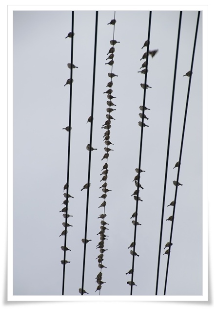 瑞樹団地-2 スズメ-2 16.1.9