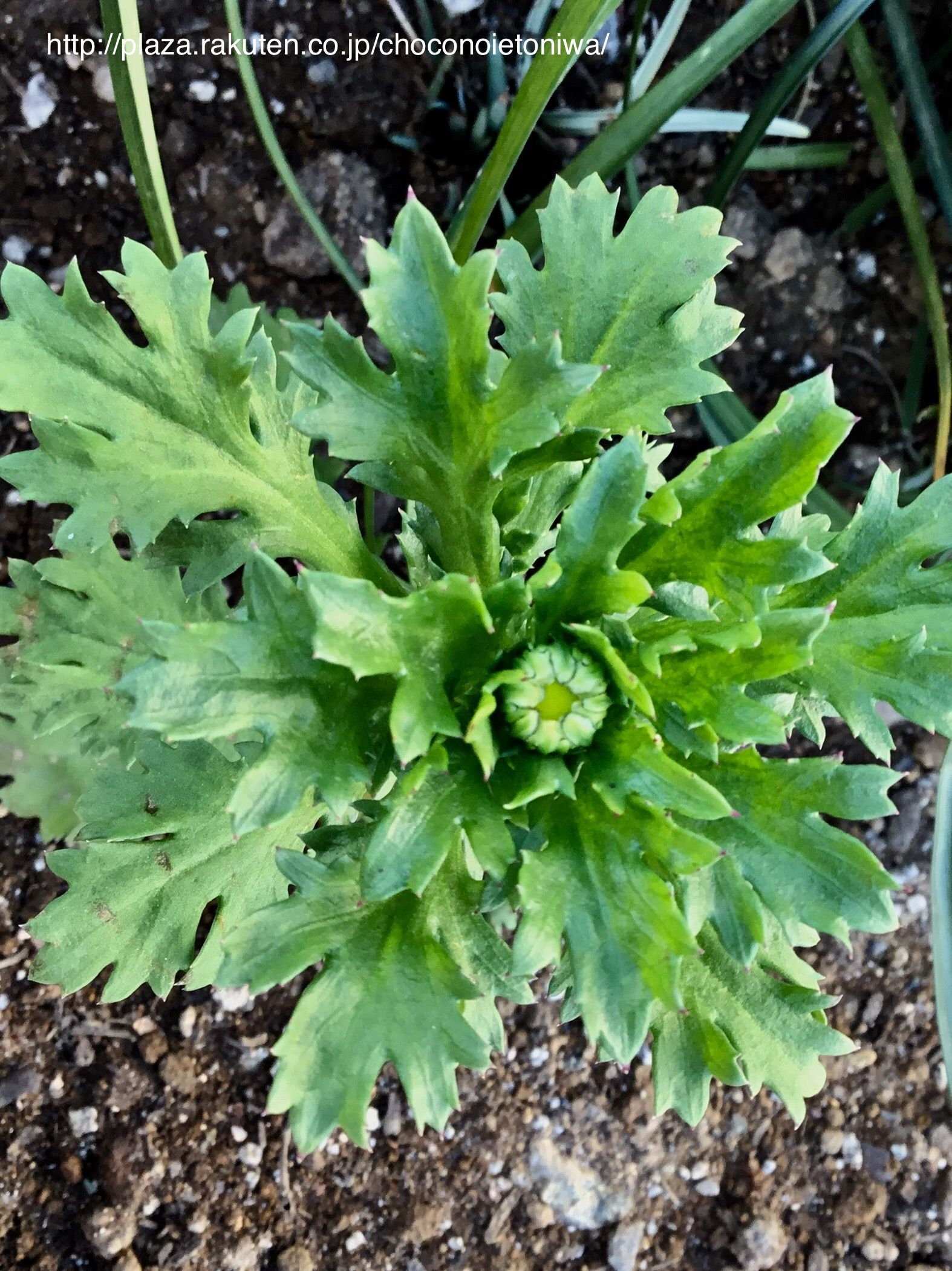 ノースポールの株分け Chocoの庭 楽天ブログ
