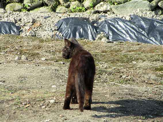 我が家のニャンコ♪2016/5/20-4