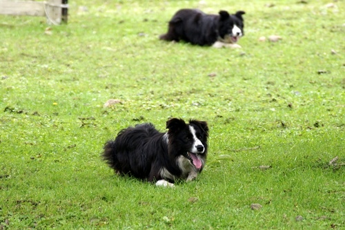 ボーヤファーム　牧羊犬