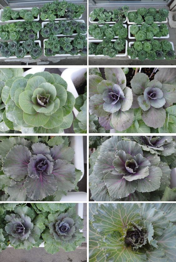 発色を待つ葉牡丹