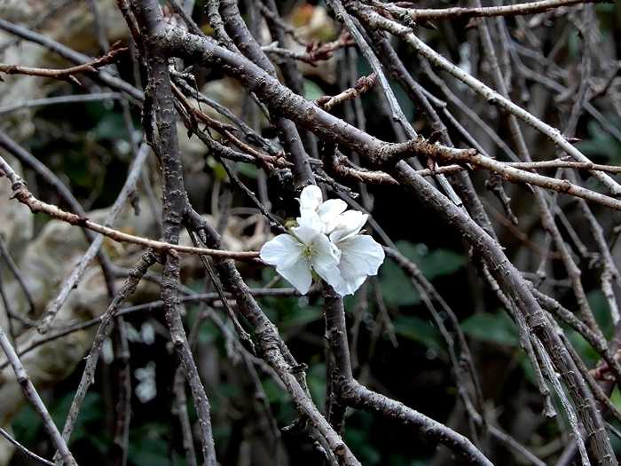 枝垂れ山桜2