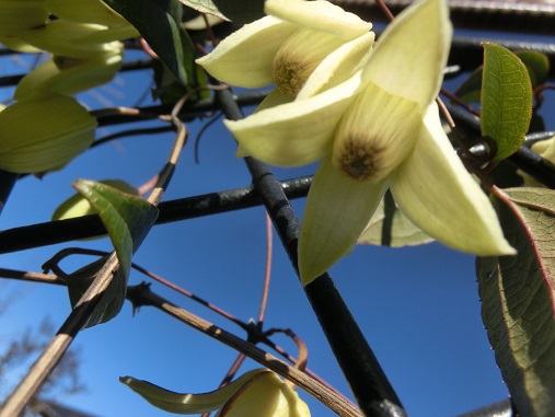 冬咲きクレマチス