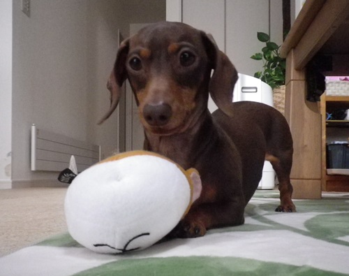 元気なんだけどね・・・