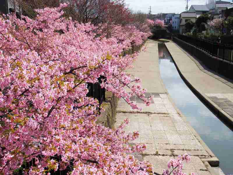 河津桜が満開です 京都淀水路 お散歩うさぎさんのブログ 京都 いろ色 楽天ブログ