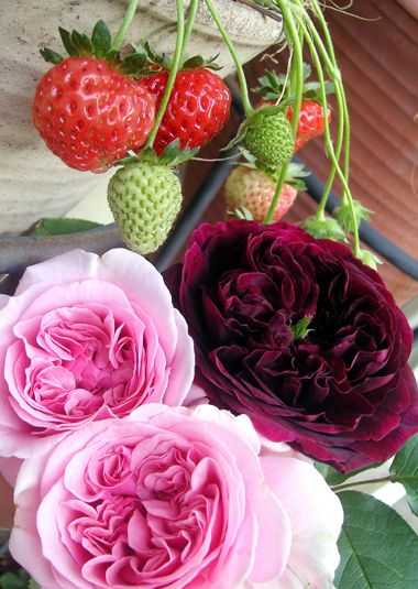 薔薇とベリー バラ香るエクステリアプランナーのお庭 楽天ブログ